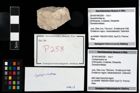 Foto (Objekt + Etikett) von Cycloprosopon sp.  (NHMW-GEO-2014-0194-0258)